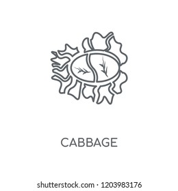 Cabbage linear icon. Cabbage concept stroke symbol design. Thin graphic elements vector illustration, outline pattern on a white background, eps 10.