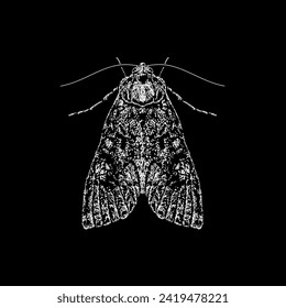 cabbage moth hand drawing vector isolated on black background.