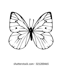 cabbage moth, hand drawn butterfly, black-veined white , line drawing vector element