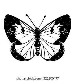 cabbage moth, hand drawn butterfly, line drawing vector element