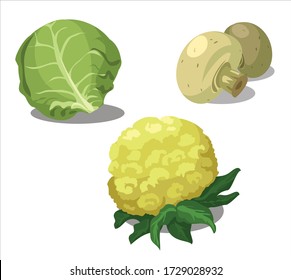 cabbage mushroom and cauliflower are ready for cooking