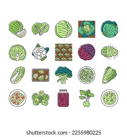 Cabbage Natural Vitamin Food Icons Set Vector. Healthy White And Green Cabbage, Broccoli And Lettuce Ingredient For Cooking Soup And Salad. Cauliflower Vegetable Color Illustrations