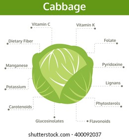 cabbage nutrient of facts and health benefits, info graphic vegetable, food vector