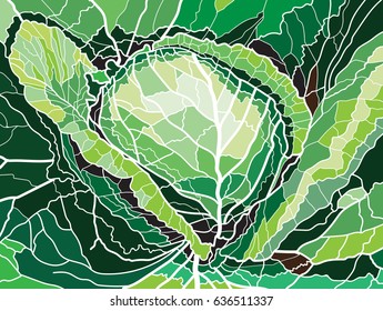 cabbage on green background