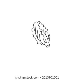 Cabbage on a white background drawn in a vector