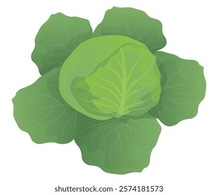 cabbage on white background vector design