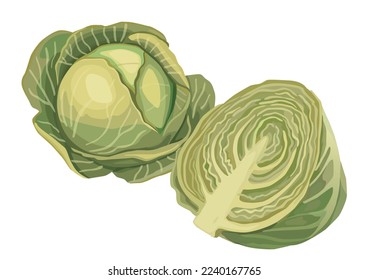 Cabbage on a white background. Whole cabbage and half. Vector illustration of fresh vegetables.