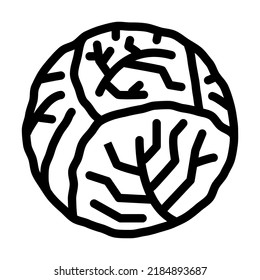 cabbage one whole line icon vector. cabbage one whole sign. isolated contour symbol black illustration