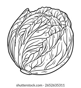 Cabbage, outline vector illustration isolated on white background, eps10