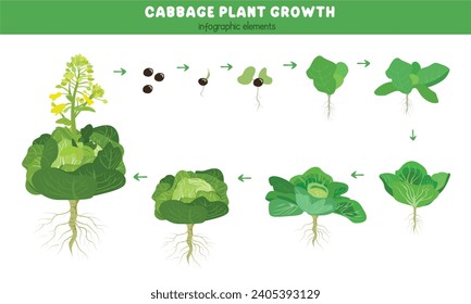 Cabbage plant growth stages. Green leaves plant. Cabbage life cycle. Growth cycle vector. Vegetables vector. Flat vector in cartoon style isolated on white background. 