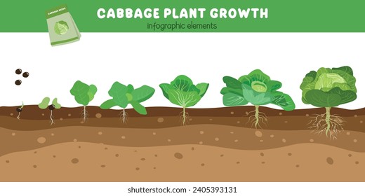 Cabbage plant growth stages. Green leaves plant. Cabbage life cycle. Growth cycle vector. Vegetables vector. Flat vector in cartoon style isolated on white background.