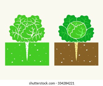 cabbage plant with leave and root