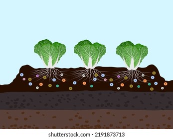 Cabbage Planting Plot On White Background Stock Vector (Royalty Free ...