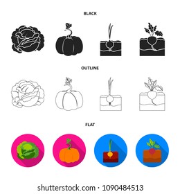 Cabbage, pumpkin, onion, buriak.Plant set collection icons in black,flat,outline style vector symbol stock illustration web.