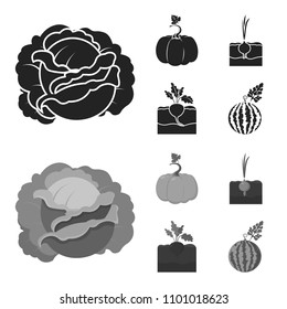 Cabbage, pumpkin, onion, buriak.Plant set collection icons in black,monochrome style vector symbol stock illustration web.
