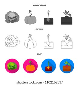 Cabbage, pumpkin, onion, buriak.Plant set collection icons in flat,outline,monochrome style vector symbol stock illustration web.