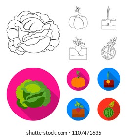 Cabbage, pumpkin, onion, buriak.Plant set collection icons in outline,flat style vector symbol stock illustration web.