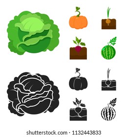 Cabbage, pumpkin, onion, buriak.Plant set collection icons in cartoon,black style vector symbol stock illustration web.