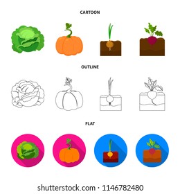 Cabbage, pumpkin, onion, buriak.Plant set collection icons in cartoon,outline,flat style vector symbol stock illustration web.