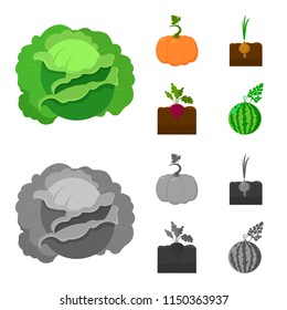 Cabbage, pumpkin, onion, buriak.Plant set collection icons in cartoon,monochrome style vector symbol stock illustration web.