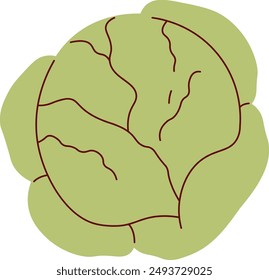 Cabbage Ripe Vegetable Vector Illustration