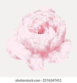 Cabbage rose vintage pink flower, vintage vector element. Pink botanical flower floral vintage illustration. Pink flower art drawing illustration, vector botanical artwork.