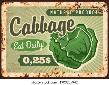 Placa vectorial de metal oxidado de col. Cabeza de col verde. Tienda de semillas de verduras naturales, tienda de comestibles de alimentos orgánicos y saludables pancarta o afiche retro con producto maduro de la granja y textura de óxido