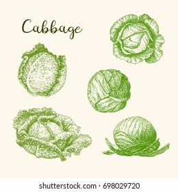 Cabbage and Savoy cabbage on a white background. Vintage hand drawn vector illustration