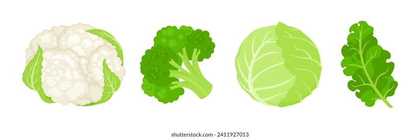 Juego de repollo. Broccoli, coliflor, col y hoja de kale. Dibujo vectorial plano de verduras frescas.