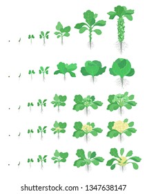 Cabbage set. Brussels sprout, Broccoli Kohlrabi Cauliflower kinds of cabbage. Crop stages planting cabbages plant. Harvest growth vegetable. Brassica oleracea vector flat Illustration.