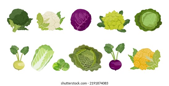 Cabbage set: chinese, savoy, white cabbage, broccoli, cauliflower and other, vector Illustration on white background