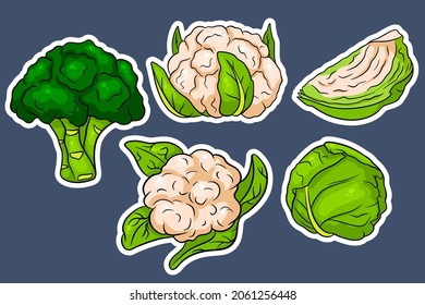 Cabbage set. Fresh cabbage, broccoli, cauliflower. In cartoon style stickers. Vector illustration for design and decoration.