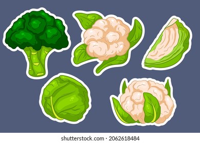 Cabbage set. Fresh cabbage, broccoli, cauliflower. In cartoon style stickers. Vector illustration for design and decoration.