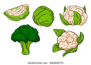 Cabbage set. Fresh cabbage, broccoli, cauliflower. In a cartoon style. Vector illustration for design and decoration.