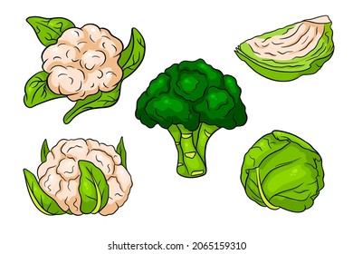 Cabbage set. Fresh cabbage, broccoli, cauliflower. In a cartoon style. Vector illustration for design and decoration.