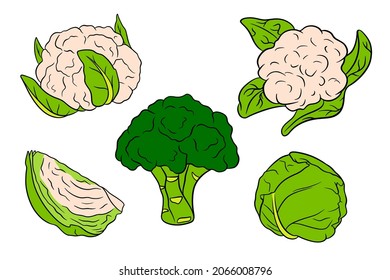 Cabbage set. Fresh cabbage, broccoli, cauliflower. In a cartoon style. Vector illustration for design and decoration.