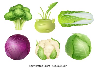 Cabbage set. Green nutrition agricultural objects vegetarian food natural healthy fresh products vector realistic collection pictures