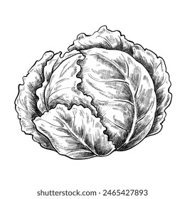 Cabbage set hand drawn vintage vector sketch drawing