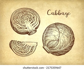 Cabbage set. Ink sketch on old paper background. Hand drawn vector illustration. Vintage style stroke drawing.