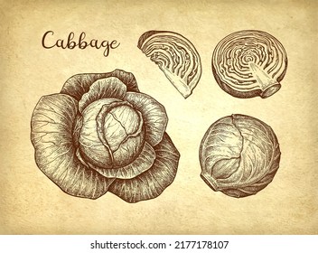 Cabbage set. Ink sketch on old paper background. Hand drawn vector illustration. Retro style stroke drawing.