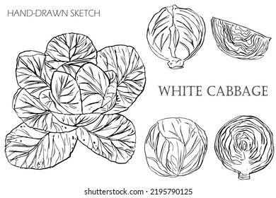 cabbage set on white background. Drawn sketch cabbage.