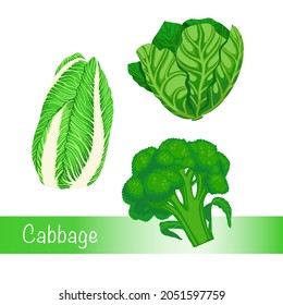 Juego de repollo. Ilustración vectorial de col, chino, brócoli, coliflor... Aislado En Un Fondo Blanco. Comida orgánica saludable, verduras verdes frescas en forma de caricatura plana.