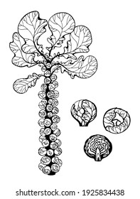 Cabbage set. Vector illustration of hand-drawn brussels sprouts, white cabbage, broccoli, cauliflower, healthy organic food, vegetarian food, fresh vegetables isolated on white background