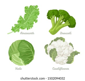 Cabbage set. Vector illustration of cabbage, kale, broccoli, Cauliflower Isolated On A White Background. Healthy organic food, fresh green vegetables in cartoon flat style.