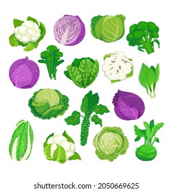 Cabbage set. Vector illustration of cabbage, kale, broccoli, cauliflower... Isolated On A White Background. Healthy organic food, fresh green vegetables in cartoon flat style.