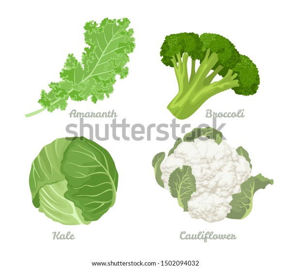 キャベツセット 白い背景にキャベツ ケール ブロッコリー カリフラワーのベクターイラスト 健康に良い有機食品 生鮮緑野菜 漫画のフラットスタイル のベクター画像素材 ロイヤリティフリー