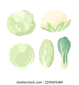 Cabbage set. White cabbage, cauliflower, pekin, green salad, romaine lettuce. Organic food, green vegetables. Cartoon flat vector illustration.