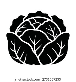Cabbage Silhouette with Leaf Veins vegetable food isolated on  white Background