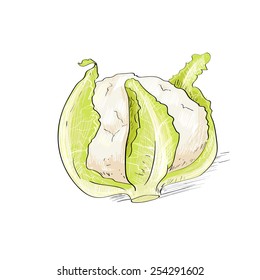 cabbage sketch color drawing isolated over white background vector illustration