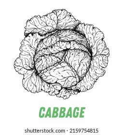 Kohl-Skizze. Handgezeichnete Vektorgrafik. Bildgravur. Handgezeichnete Cabbage-Gemüsesenkizze.